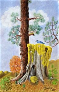 Stump on Badger in Pastel Chalk (artwork)